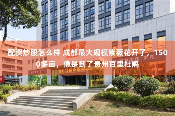 配资炒股怎么样 成都最大规模紫薇花开了，1500多亩，像是到了贵州百里杜鹃