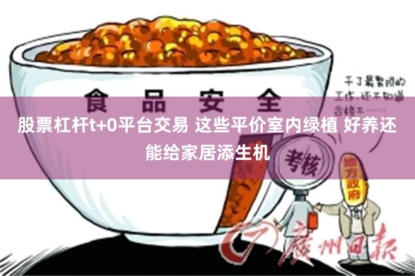 股票杠杆t+0平台交易 这些平价室内绿植 好养还能给家居添生机